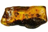 Fossil Wasp (Hymenoptera) In Baltic Amber #109388-1